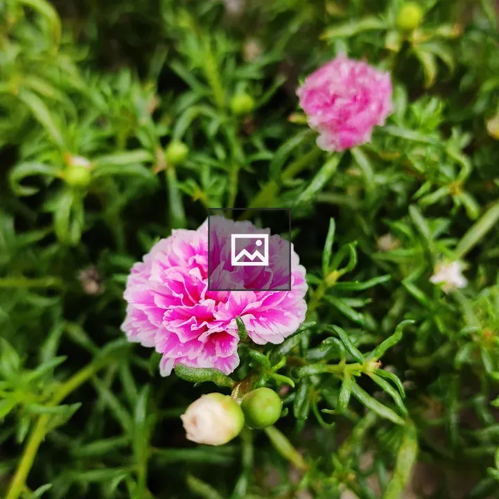 Flower Moss-Rose Purslane
