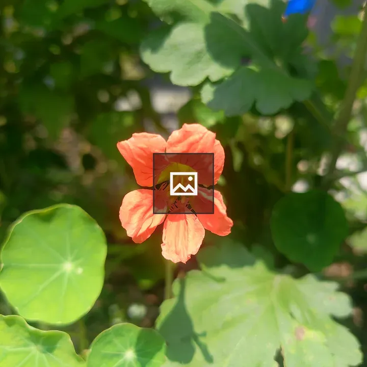 Bright orange flower in green foliage