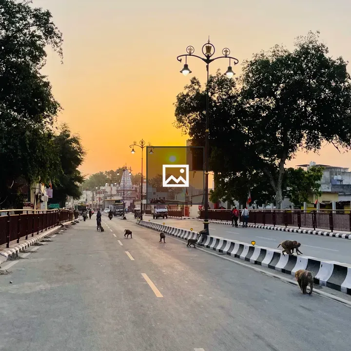 Empty street with monkeys at dawn