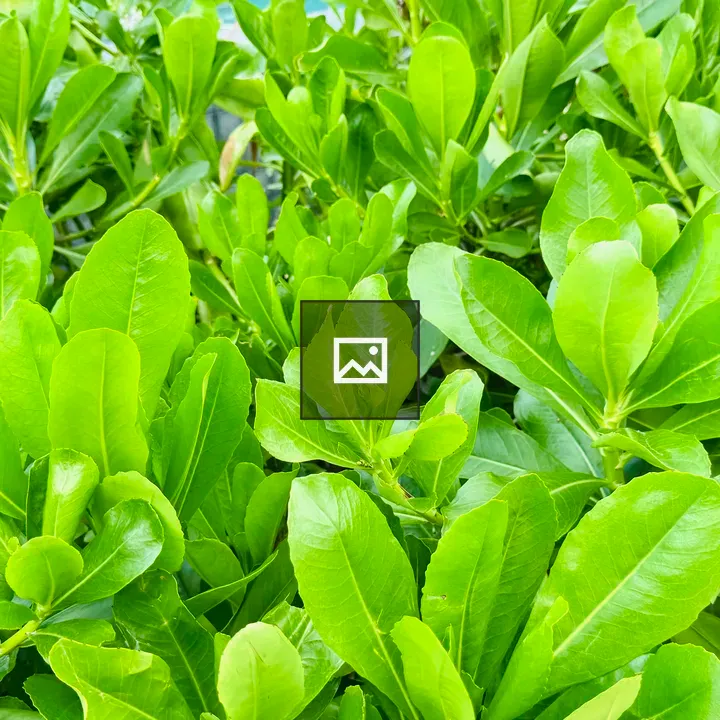 Close-up of tropical green bush