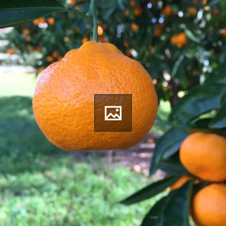 Satsuma Mandarin Orange on Tree