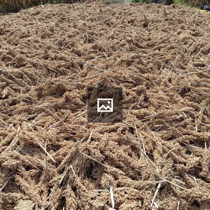 Sorghum Heads on Ground