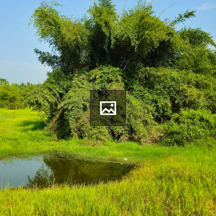 Bamboo Bush by a Pond