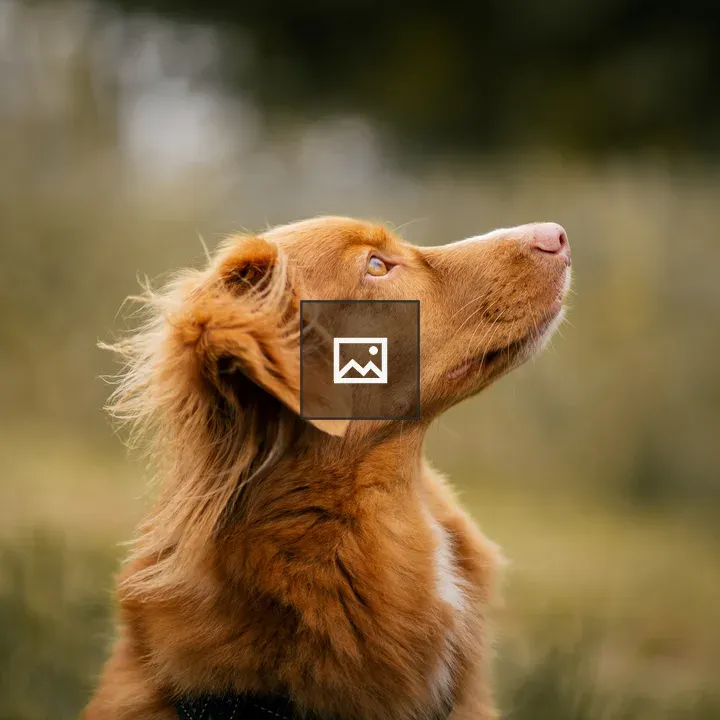 Portrait of a brown retriever dog