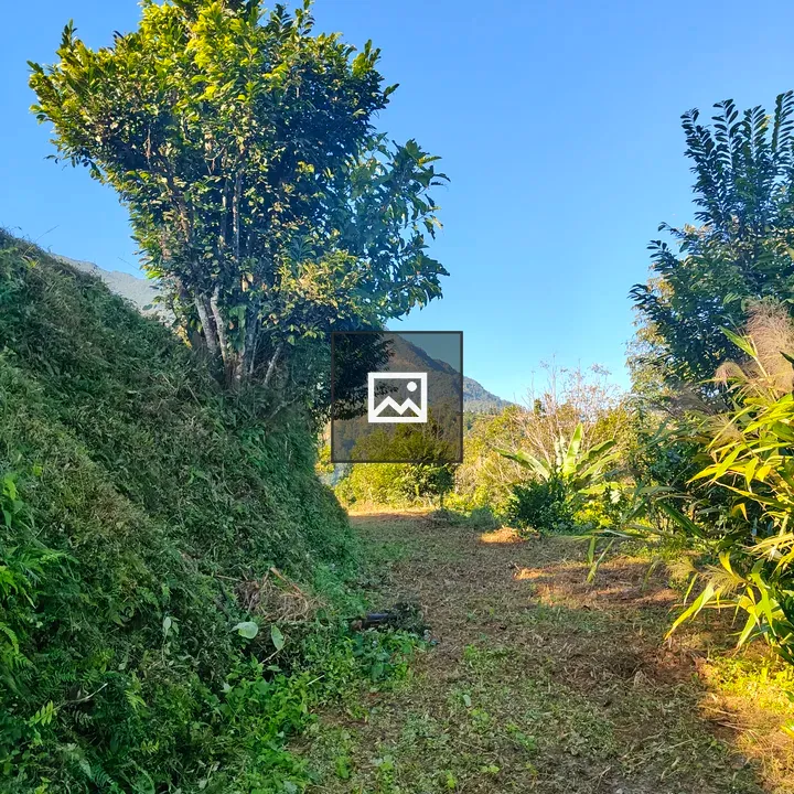 Narrow dirt path through greenery
