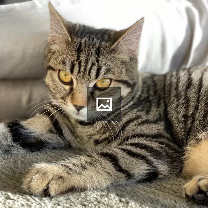 British short hair tabby cat
