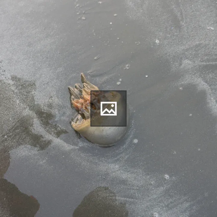 Jellyfish at Cox's Bazar Beach
