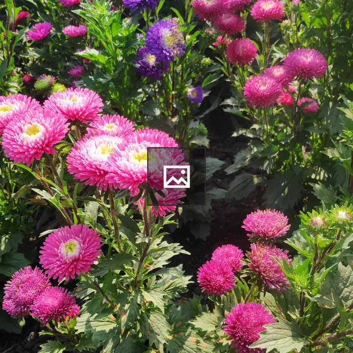 Flowering Aster