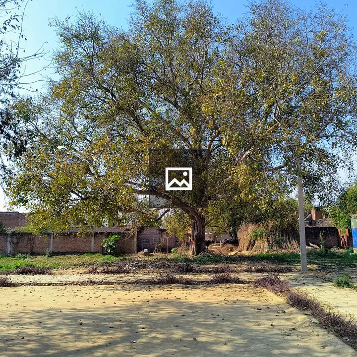 Deciduous tree in rural landscape