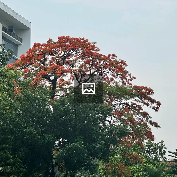 Tall blooming tree with orange flowers