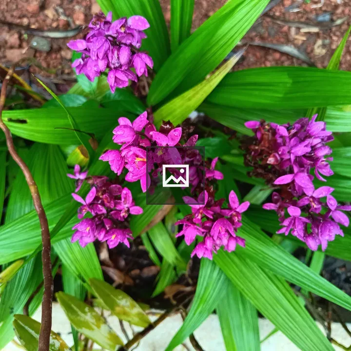 Spathoglottis unguiculata Landscape