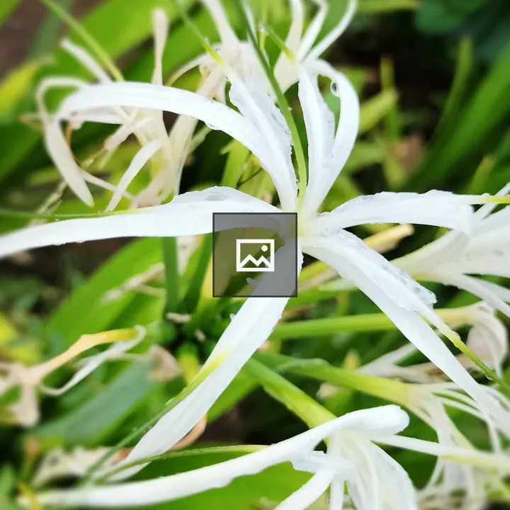 Delicate white flower close-up