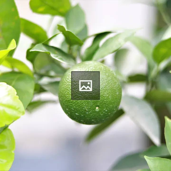 Green Orange with leaves