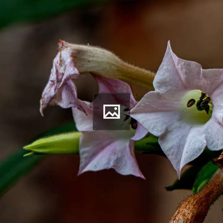 Close-up of pale pink tobacco flowers