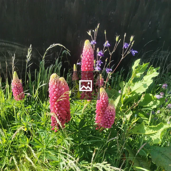 Pink Lupins and Aquilegias