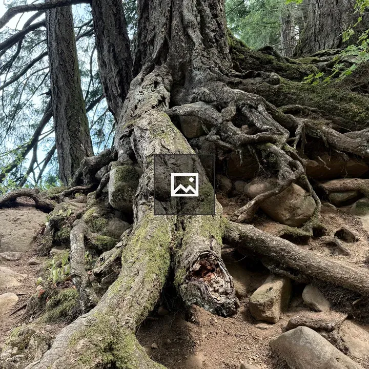 Rooted tree sculpture in forest