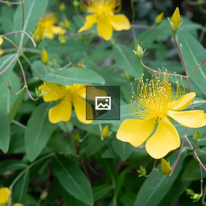 Yellow Flowers Among Green Leaves