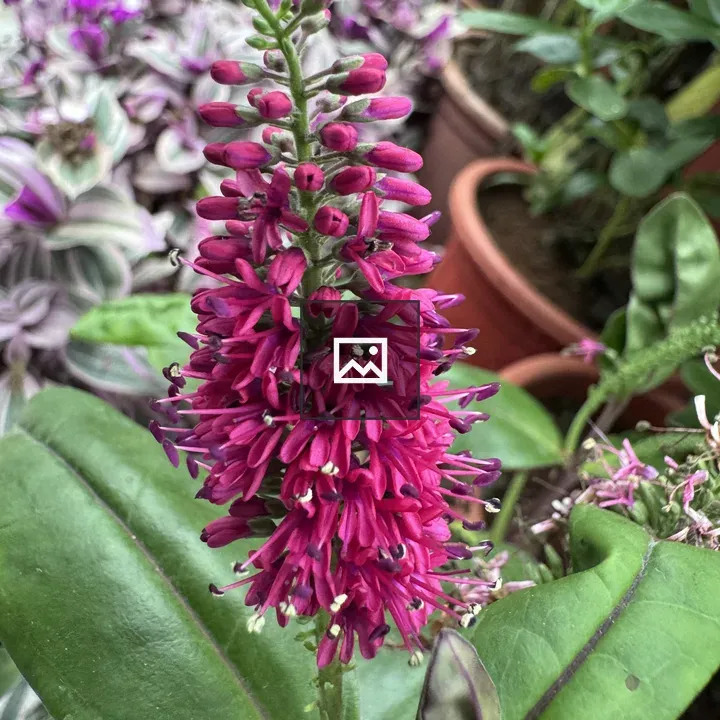 Magenta Flower Spike