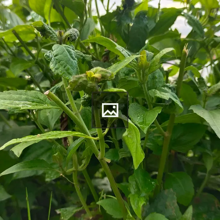 Plant with green leaves and flowers