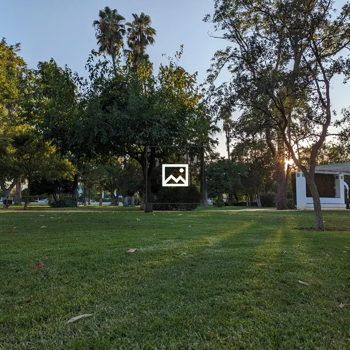 Green grasp and trees in a park at sunset