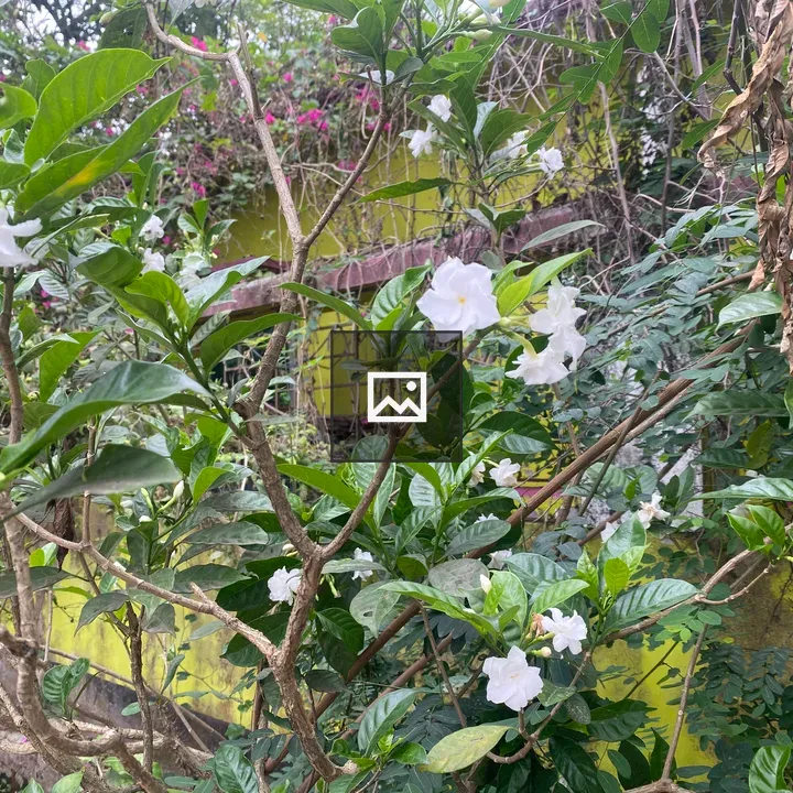 Dense green foliage with white flowers