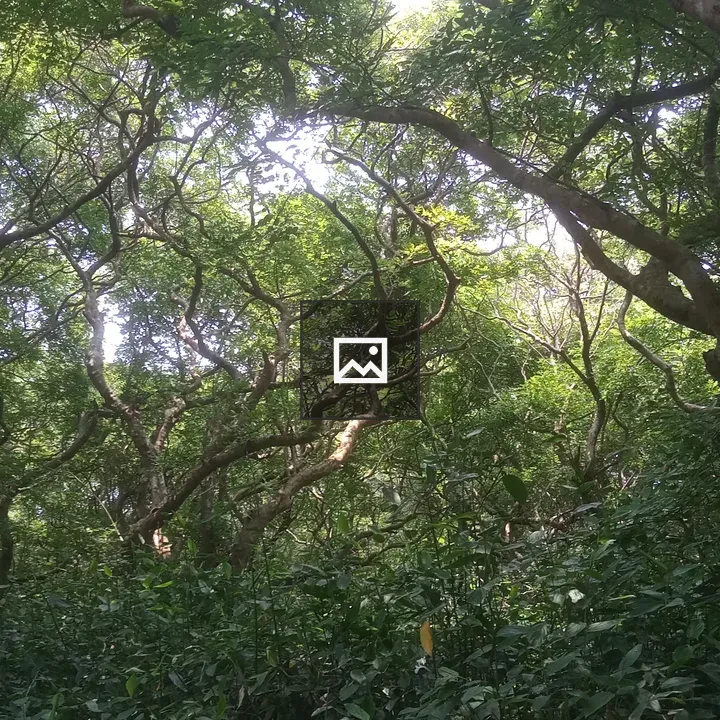 Tree in Ratargul Forest