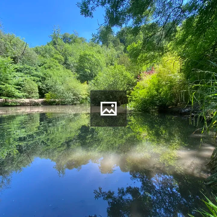 Small lake in woodland