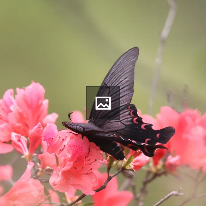 Battus Philenor butterfly on azalea