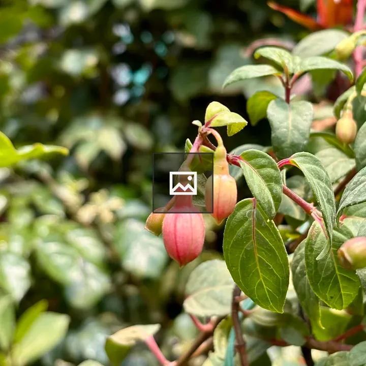 Pink fuchsia buds close-up
