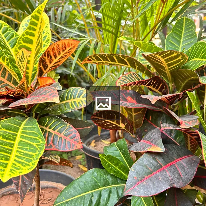 Close-up of vibrant indoor plants