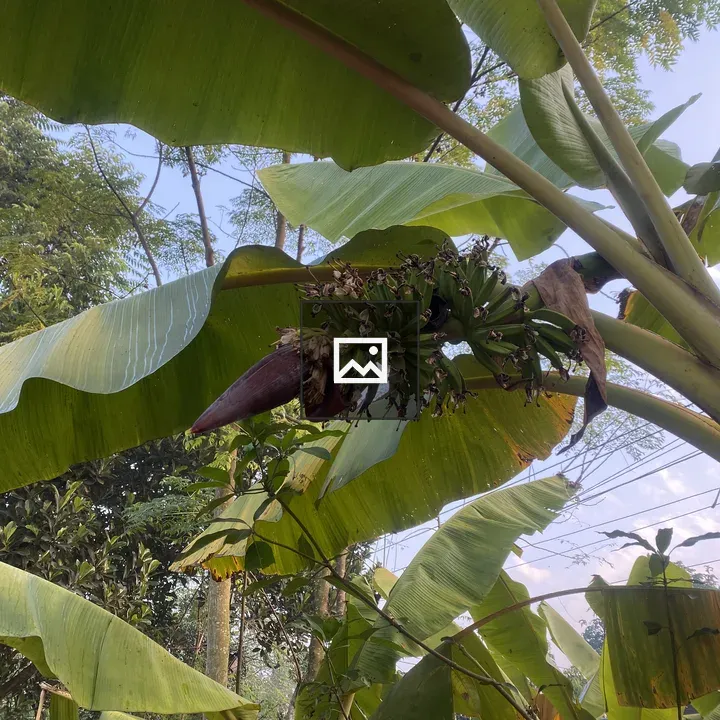 Banana Tree Close-Up