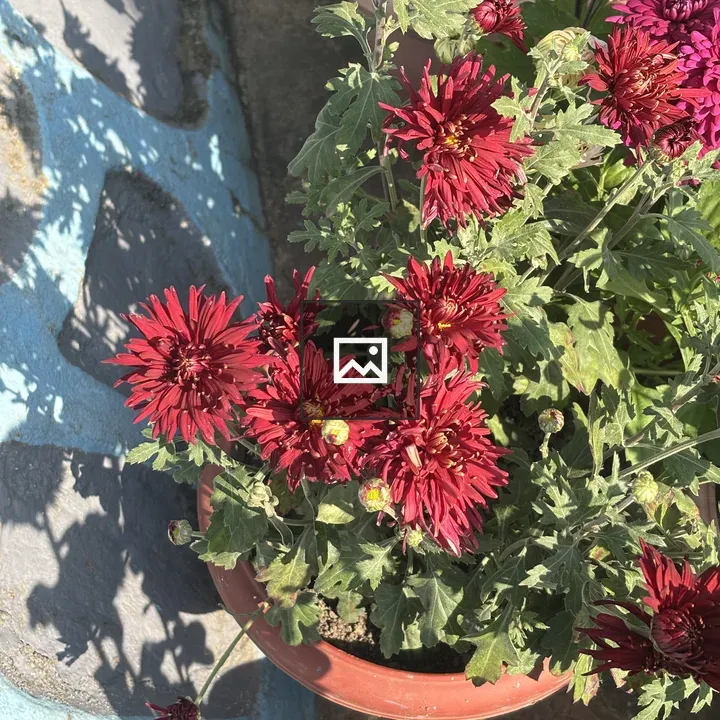 Potted flowers against blue wall