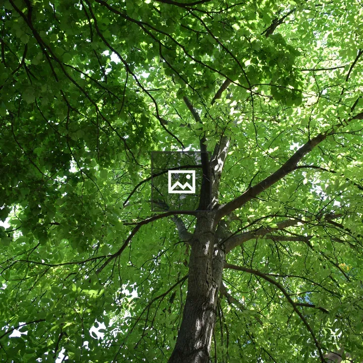 Green lush tree
