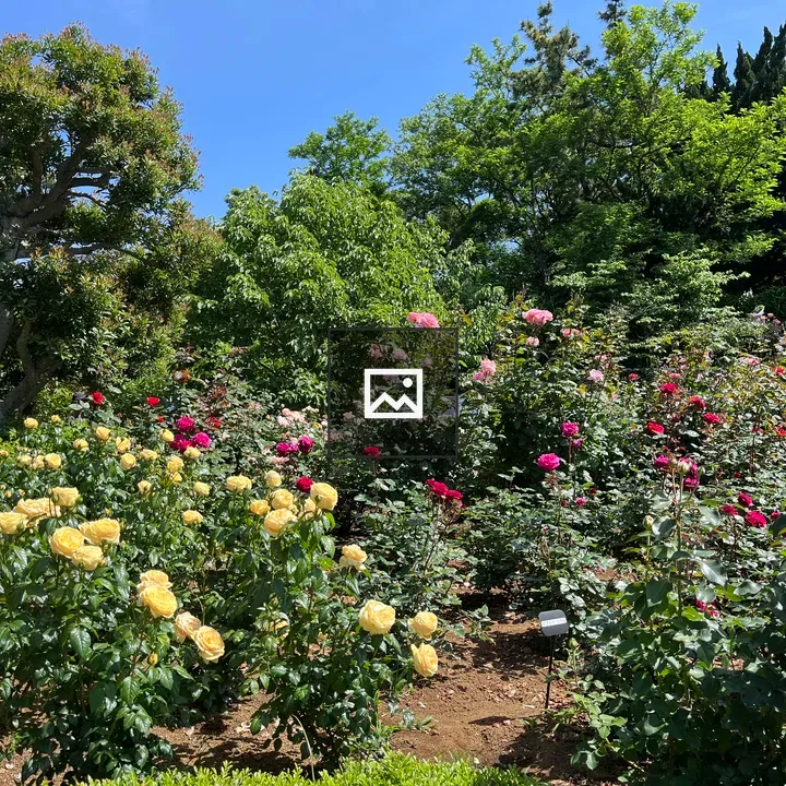 Rose Garden in Bloom