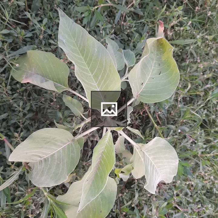 Tree at Night