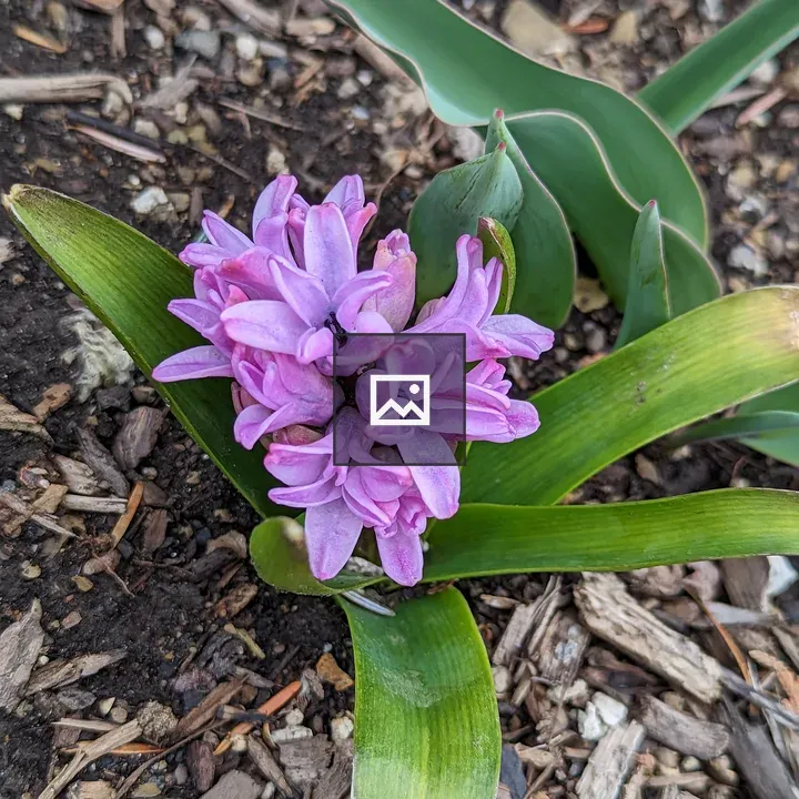 Pink flowers sprouting