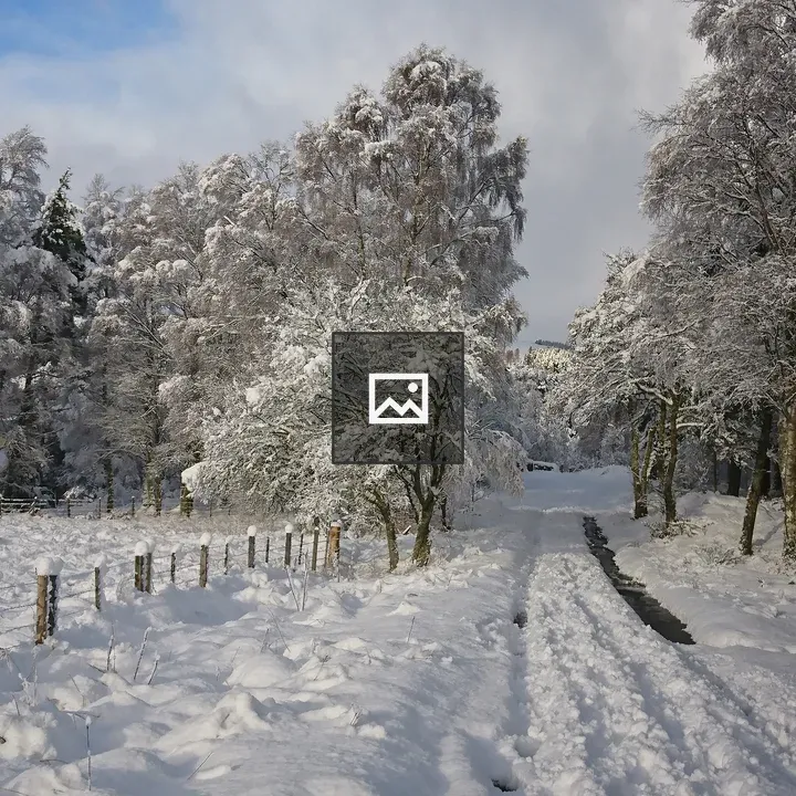 Snow laden lane
