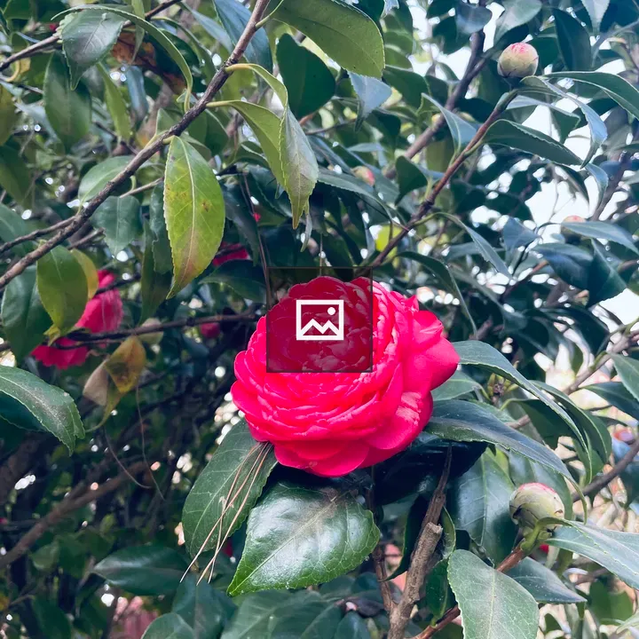 Japanese Camellia