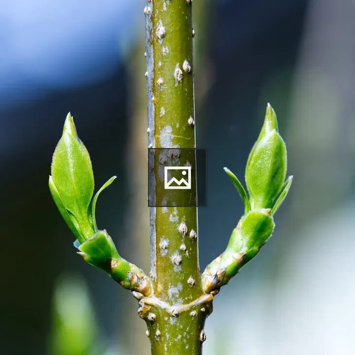 Forsythia leaf shoot close-up