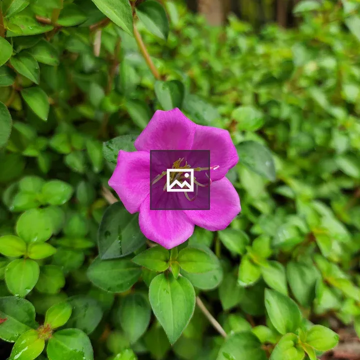Purple Flower Malabar Melastoma