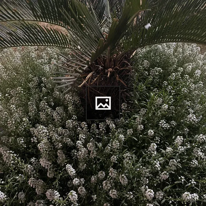 White flowers and plants