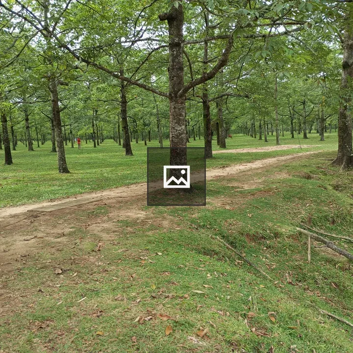 Path Through Forest