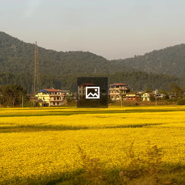 Yellow mustard field optimism