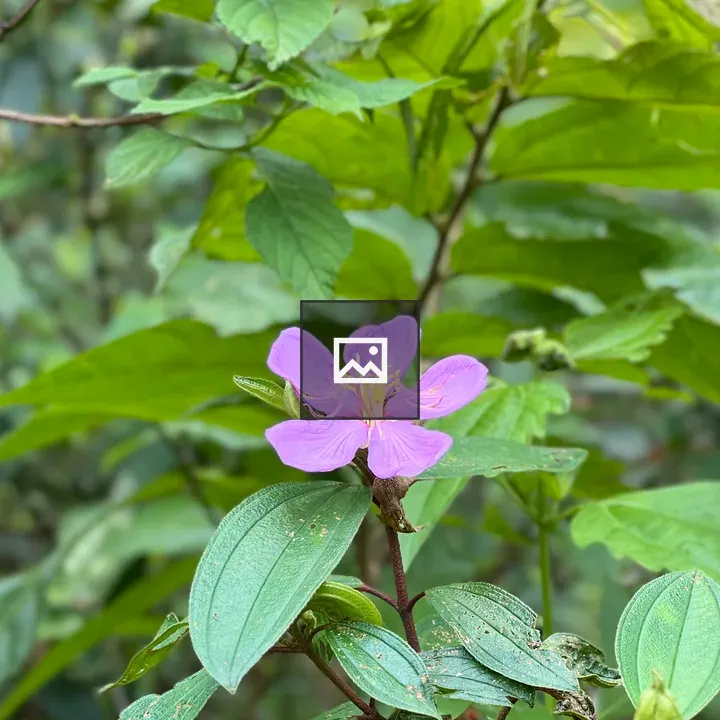 Purple Flower in Green Leaves