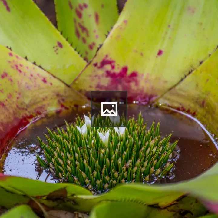 Water pooled inside an aloe plant