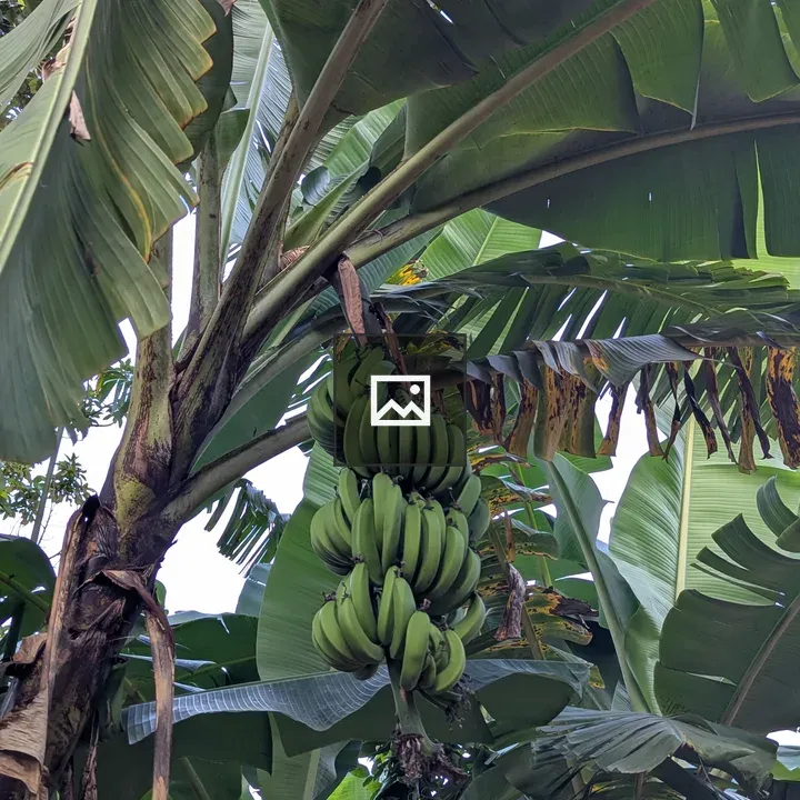 Bananas on a Banana Plant