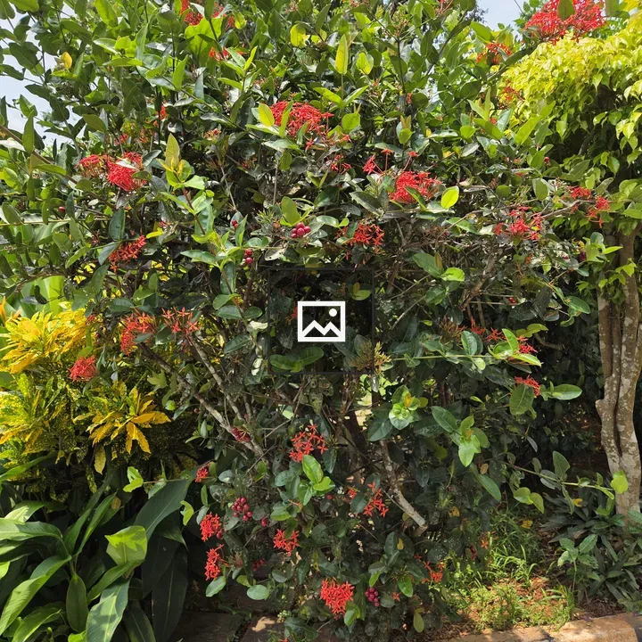Plant with red flowers and berries