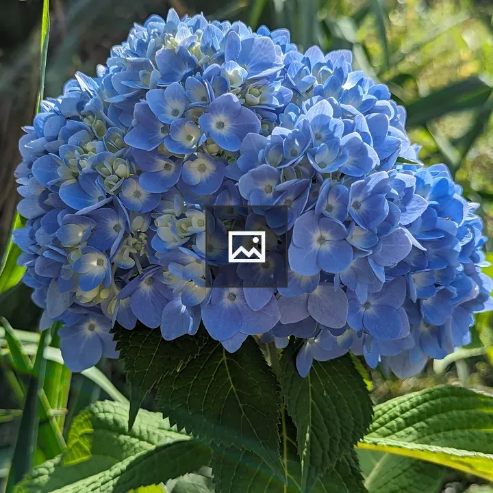 Blue and yellow hydrangea flowers