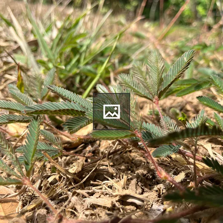 Close-up of green feathery leaves
