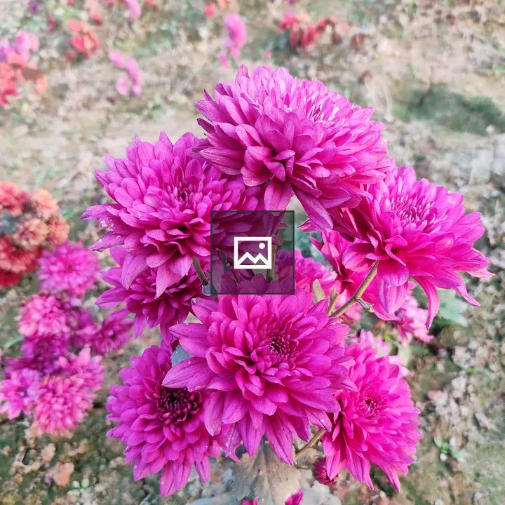 Chrysanthemum flower